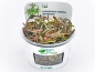 Preview: Besonderer Wasserfreund - Hygrophila lancea 'Araguaia' in vitro